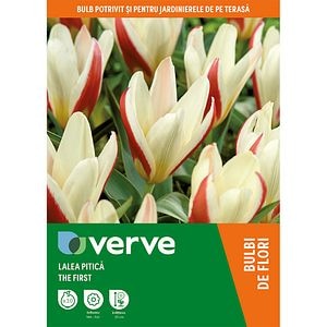 Bulb VERVE Lalea The First, alb