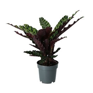 Planta de interior, mix, Calathea, D14 cm H40 cm