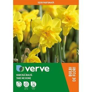 Bulbi VERVE Narcisa Take Me Home, galben