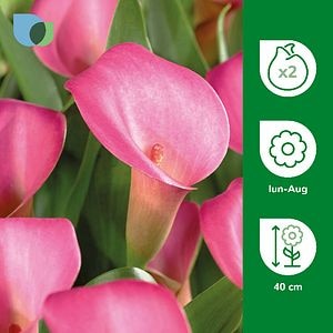 Bulbi VERVE Calla Le Reve, roz