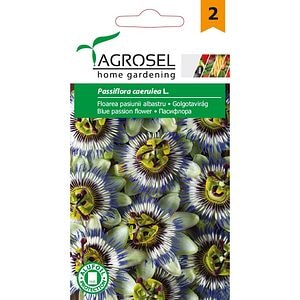 Seminte flori Floarea pasiunii albastra AGROSEL