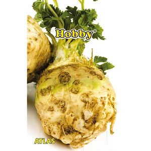 Seminte Telina Atlas HOBBY