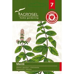Seminte Menta AGROSEL