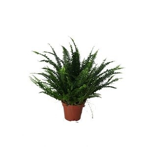 Planta de interior Boston Fern D12 cm H25 cm