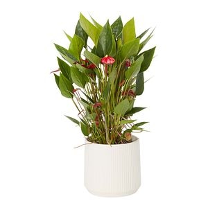 Anthurium In Ceramic D12Cm H35Cm
