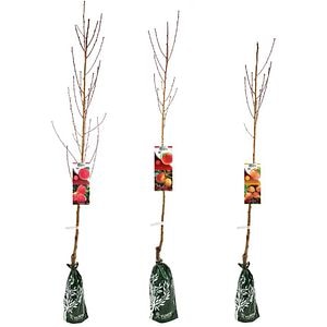 Piersic Fasonat, H 120cm