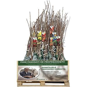 Visin Fasonat, H 120cm