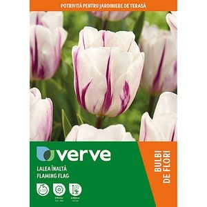 Bulb VERVE Lalea Flaming Flag, alb