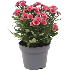 Crizantema Jellyfish cu ghiveci, D13 cm, inaltime 15 cm