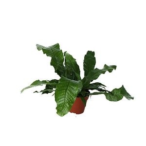 Crocodile Fern D12Cm H25Cm