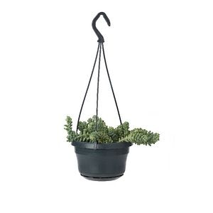 Planta Sedum Burrito, ghiveci inclus, D14, verde