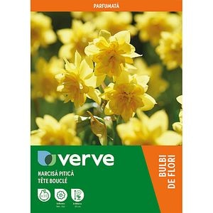 Bulb VERVE Narcisa Tete Boucle, galben