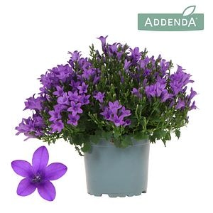 Campanula Ambella Violet D12Cm