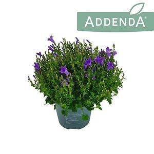 Campanula Ambella Violet D14Cm