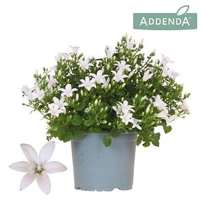 Campanula Ambella Alb D12Cm
