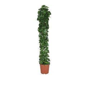 Cissus Rotundifolia D27Cm H150Cm