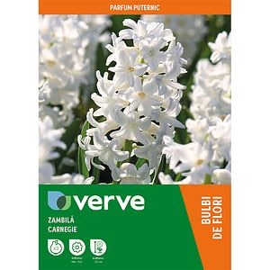 Bulbi VERVE Zambila Carnegie, alb