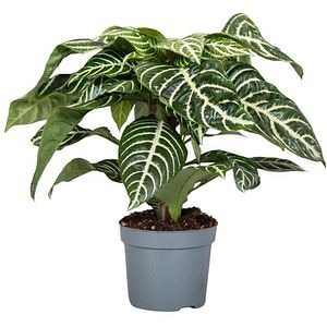 Planta de interior Zebra Aphelandra, D13 cm