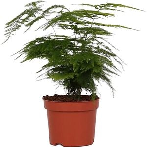 Asparagus Setaceus Plumosus, H 30 cm