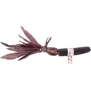 Porumb ornamental YURTA