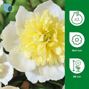 Bulb Bujor Premevere VERVE, alb