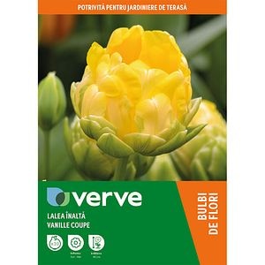 Bulb VERVE Lalea Vanille Coup, galben