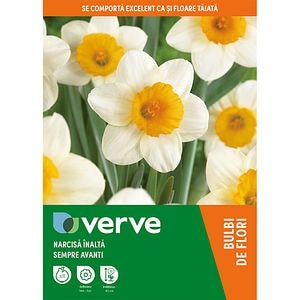 Bulb VERVE Narcisa Sempre Avanti, alb-galben