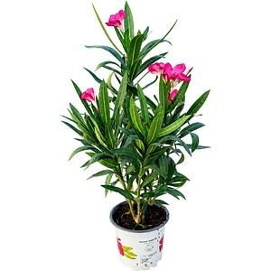 Leandru (Nerium oleander), D15 cm, H40-50 cm