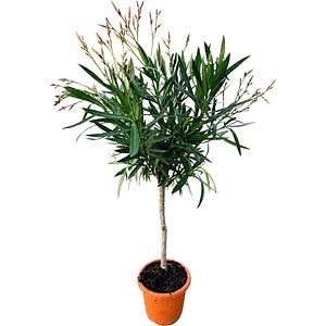 Leandru (Nerium oleander), 1 tija, D20 cm, H50-60 cm