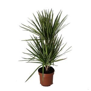 Dracaena Sunray 2 Tije D17Cm H110Cm