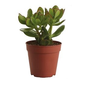 Planta suculenta Money Tree, ghiveci inclus, D12, verde