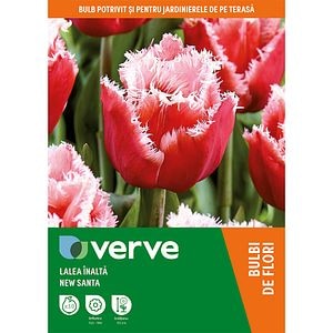 Bulb VERVE Lalea New Santa, roz