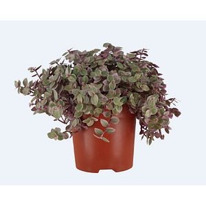 Planta de interior Callisia Rosato, roz, D10.5 cm H15 cm