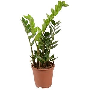 Planta decorativa Zamioculcas Zamiifolia, D 11 cm. H 35 cm, ghiveci inclus