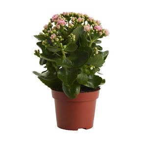Planta de interior Kalanchoe MIX D12 cm H25 cm