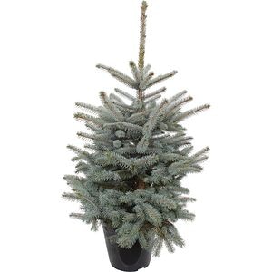 Brad natural crescut in ghiveci, Baby Blue, 80 - 100 cm