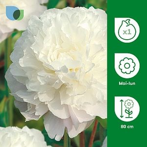 Bulb Bujor Festiva Maxima VERVE, alb