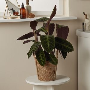 Planta Calathea In Ghiv. D19Cm H70C