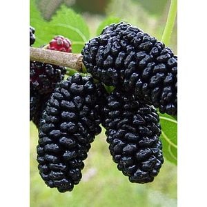 Pom fructifer Dud negru, 150 cm