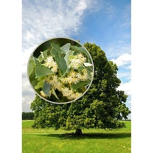 Arbore ornamental Tei, 160 cm