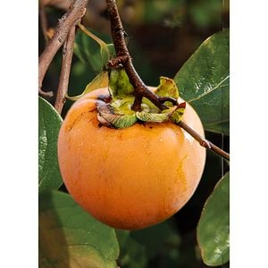Pom fructifer Kaki, 160 cm