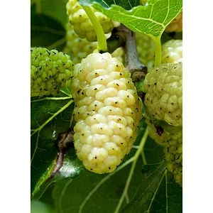 Pom fructifer Dud alb, 150 cm