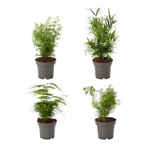 Planta de interior, Asparagus MIX D12 cm H25 cm