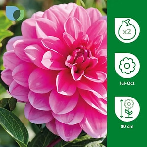 Bulb Dahlia Decorative Onesta, roz