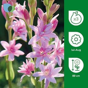 Bulb Tuberoza Chia Nong VERVE, roz