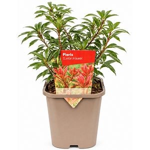 Pieris japonez Little Heath (Pieris japonica), H 20-25 cm