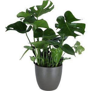 Planta de interior Monstera VERVE, in vas ceramic, D24 cm