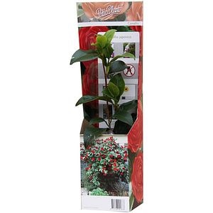 Camellia Japonica, H 30cm