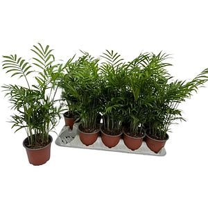 Chamaedorea Elegans Palmier, H 30 cm