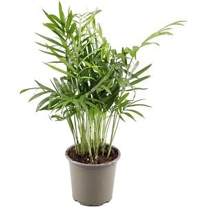 Chamaedorea Elegans Palmier, H 30 cm